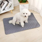 Small dog sitting on the reusable pee pad